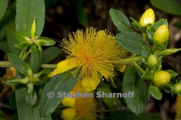 hypericum prolificum 3 graphic